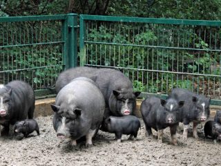 Vietnamské prasa s bruchom: rastie, rodí