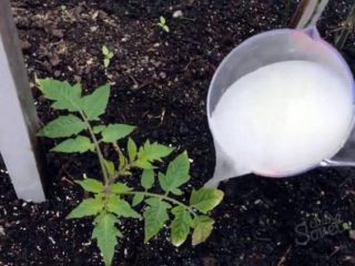 Feeding tomatoes after planting in the ground
