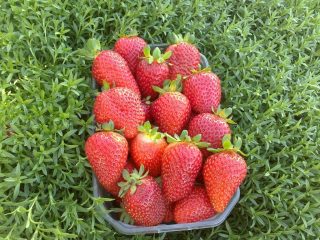 Varieti strawberi manis: ulasan