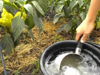 Fertilizers for peppers in a greenhouse