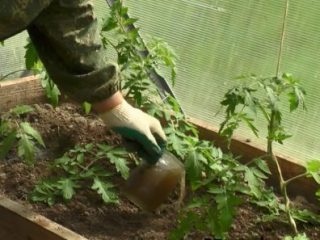Alimentar tomates en un invernadero de policarbonato.