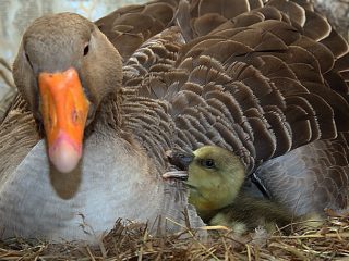 Breeds of geese with photos and names
