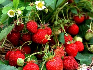 Membaiki strawberi untuk Ural