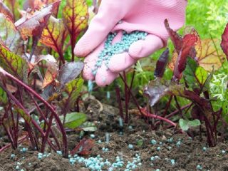 Fertilizers for carrots and beets