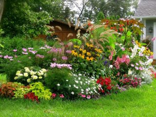 Perennial flowers for the garden