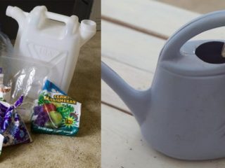 Hnojivá pre mrkvu v otvorenom teréne