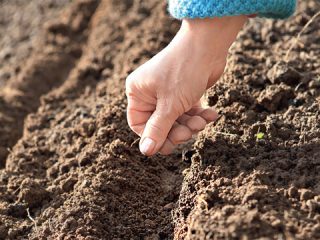 When to sow carrots in the Leningrad region