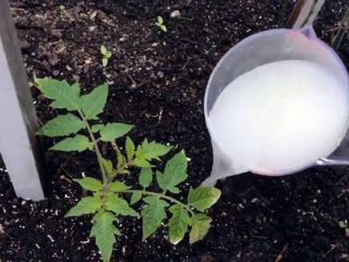 Kŕmenie paradajok s kvasinkami v otvorenom teréne