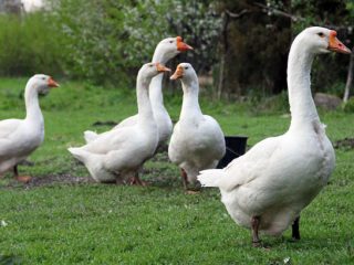 Geese Linda: characteristics, growing at home