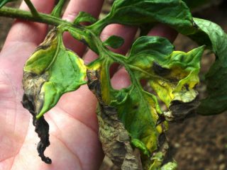 How to treat tomatoes against late blight in a greenhouse