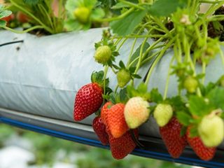 The Dutch way of growing strawberries