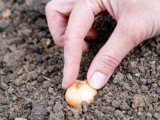 Cómo plantar cebollas y ajos.