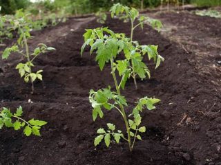 Fertilizers for tomatoes in open ground