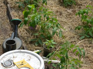 Zdraven fertilizer for tomatoes