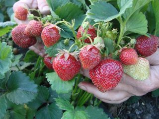 Strawberi di Ural: menanam dan berkembang