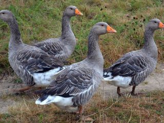Breed of geese - large gray