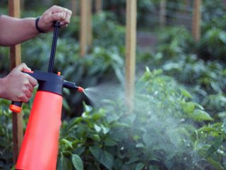Feeding sweet peppers