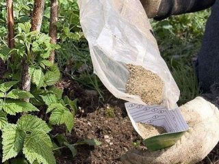 How to feed raspberries