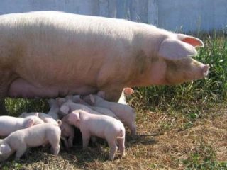 Cerdos autóctonos: descripción, mantenimiento y alimentación.