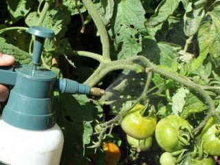 Feeding tomatoes during fruiting period