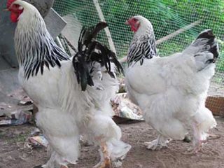 Pui din rasa Brahma: caracteristici, cultivare și îngrijire 