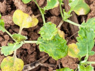 Why do cabbage seedlings turn yellow and dry out?