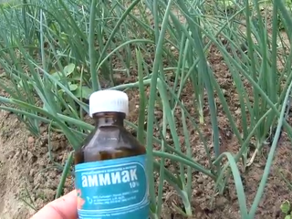 Ako kŕmiť cibuľu s amoniakom