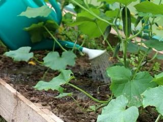 Feeding cucumbers with calcium nitrate