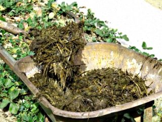 Mullein - hnojivo pre uhorky