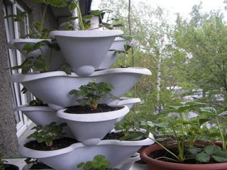 Cómo cultivar fresas en el balcón.