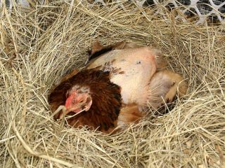 Why did laying hens stop laying eggs?