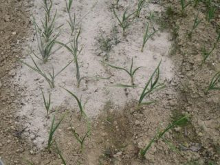 Garlic: spring care, feeding