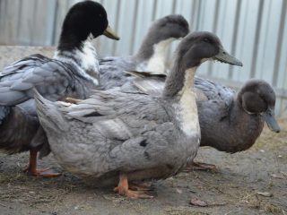 Duck Favorite: description of the breed, characteristics