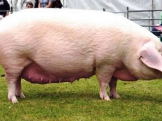 Razas de cerdos para la producción de carne: productividad.