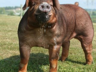 Duroc - raza de cerdos: características, fotos.