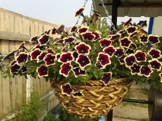 ¿Cuál es la diferencia entre petunia ampelosa y petunia en cascada?