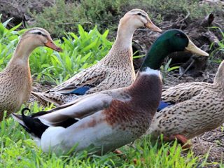 Types of ducks: varieties, breeds of domestic ducks