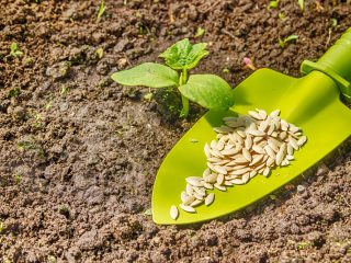 Fertilizers for cucumbers