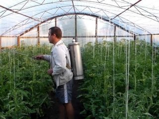 Spraying tomatoes in a greenhouse