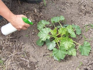 Fertilizers for zucchini in open ground