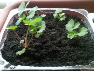 Menanam strawberi dari benih di rumah