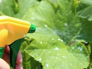 Fertilizers for cucumbers: phosphorus, green, natural, eggshell