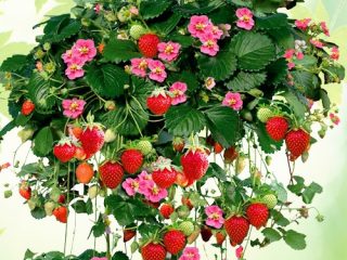 Strawberry Tuscany