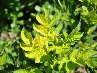 Why do potato tops turn yellow ahead of time?