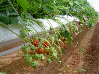 Letto verticale per fragole da pipa