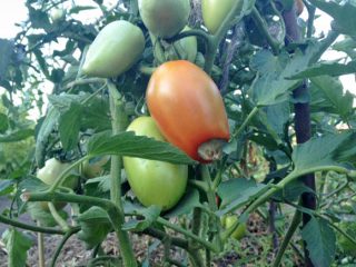 Penyakit tomato: penerangan dengan gambar