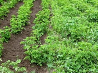 Herbicide against weeds on potatoes after germination