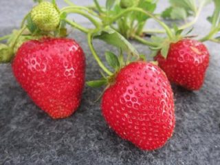 Fresas tardías: las mejores variedades