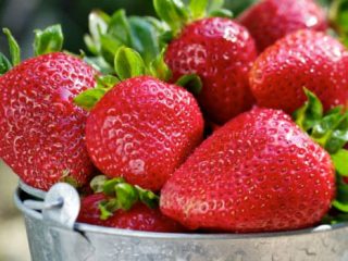 Strawberry varieties for central Russia