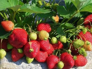 The best strawberry varieties for the Moscow region: description